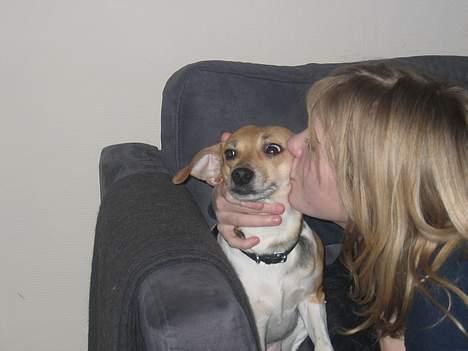 Dansk svensk gaardhund Molly - Hehe, kys af min kusine! billede 9