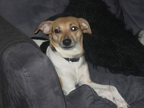 Dansk svensk gaardhund Molly - halløj billede 10