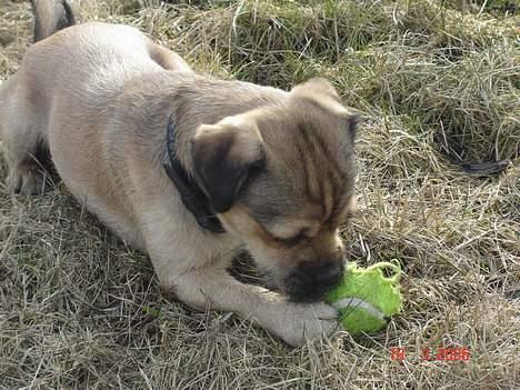 Blanding af racer Tyson - nu skal du dø boldt.. gider ikke løbe efter dig hele tiden.. billede 2