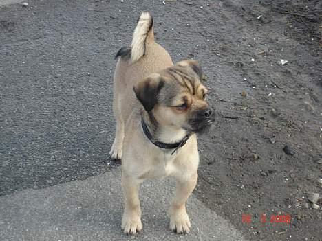 Blanding af racer Tyson - se.. ligner jeg ikk ham fra løvernes konge..?? billede 3