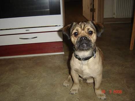 Blanding af racer Tyson - se mor.. jeg kan sidde pænt.. billede 5