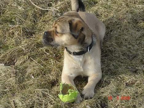 Blanding af racer Tyson - haha jeg fik bolden.. billede 6