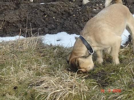 Blanding af racer Tyson - mor..!! skal jeg fange en mus til dig?? billede 8