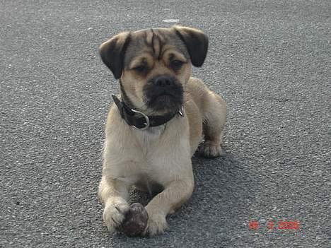 Blanding af racer Tyson - se mor.. jeg har fanget en sten.. billede 9