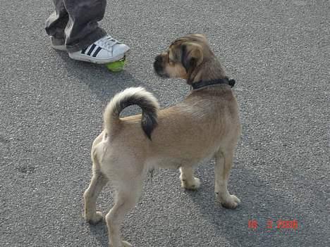 Blanding af racer Tyson - hvem kommer der.. kommer der.. far´s gris.. han har krølle på halen... billede 10