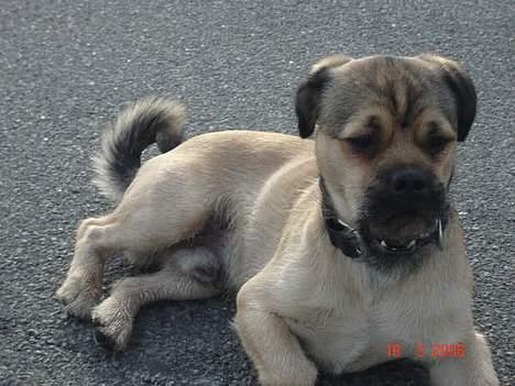 Blanding af racer Tyson - du får den ikk.. det er min sten.. billede 11