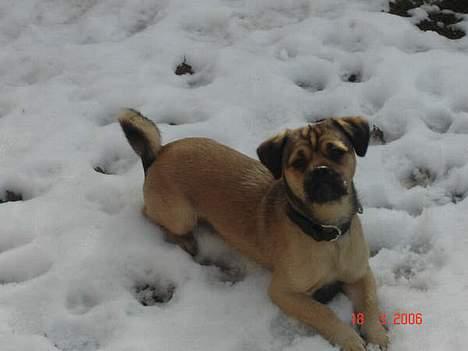 Blanding af racer Tyson - elsker bare sne.. der er ikke noget bedre.. billede 12