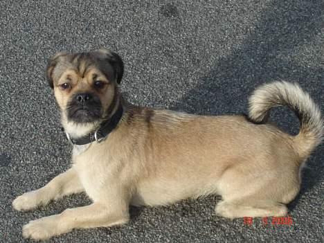 Blanding af racer Tyson billede 13