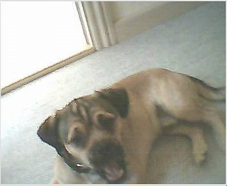 Blanding af racer Tyson - shit.. jeg er træt.. har lige været ude og løbe efter boldt.. nu skal jeg have min middags lur. billede 14