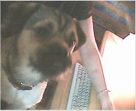 Blanding af racer Tyson - sidder ved min moaar.. billede 15