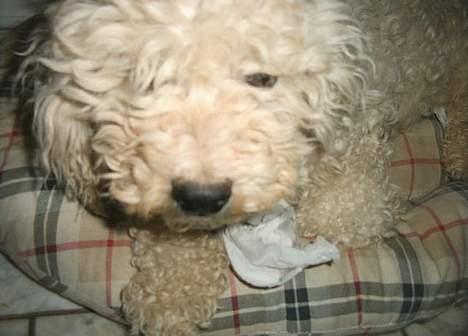 Bichon à poil frisé Victor DØD - min victor med en masse vinterpels billede 1