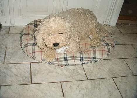 Bichon à poil frisé Victor DØD - victor i sin kurv(han har vinterpels) billede 2