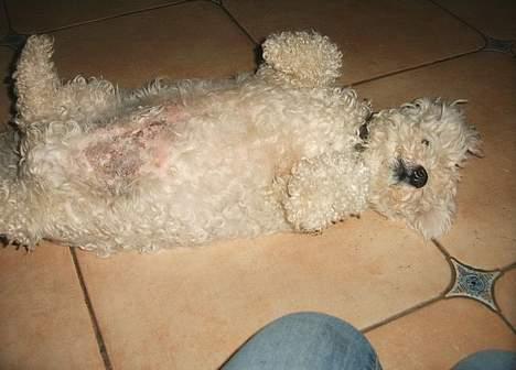 Bichon à poil frisé Victor DØD - ahh hvor dejligt..hov bliv ved med at klø billede 3