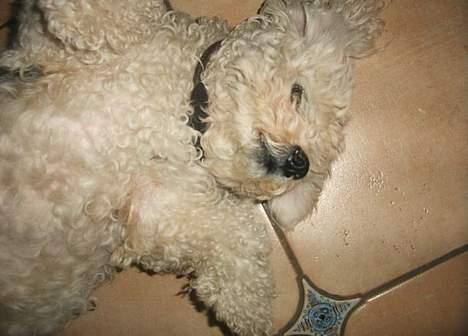 Bichon à poil frisé Victor DØD - zzzzzzzzzzluksus billede 4