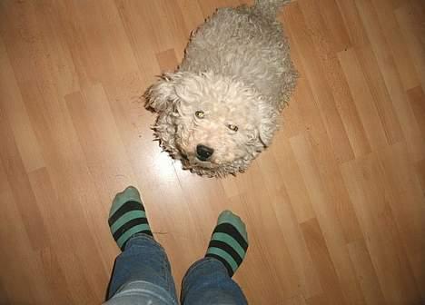 Bichon à poil frisé Victor DØD - mmmmaaaaaaaaadddddddd?????? billede 5