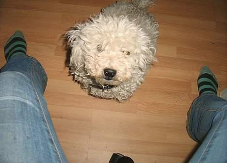 Bichon à poil frisé Victor DØD - smiiil til kameraet billede 6