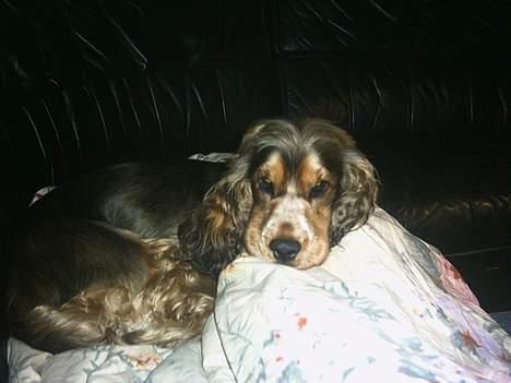 Cocker spaniel victor og max - ja så blev jeg lidt træt gad billede 6
