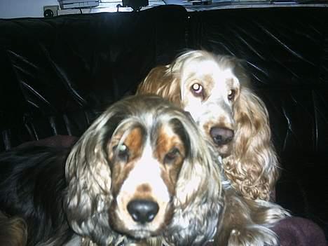 Cocker spaniel victor og max - ja så er  vi på igen vi er da kære syndes i ikke ggg billede 7