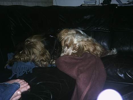 Cocker spaniel victor og max - ja vi kan godt ligge stille ggg billede 8