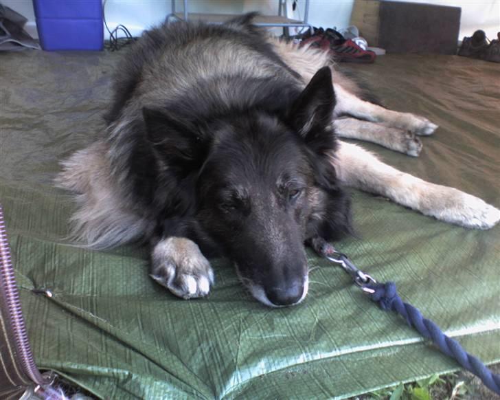 Belgisk hyrdehund Baloo - Velkommen til Baloos profil Håber i vil skrive og give en bedømmelse =D billede 1