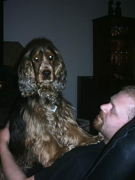 Cocker spaniel victor og max - ja jeg sedder lige op ved far det er nu så dejligt billede 9