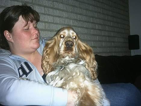 Cocker spaniel victor og max - sedder lige op ved mor det er nu altid rat at blive kløt på maven ggg billede 10