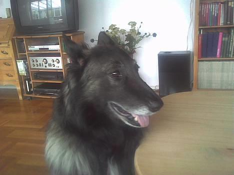 Belgisk hyrdehund Baloo - Baloo der sedder ved sofa boret  billede 3