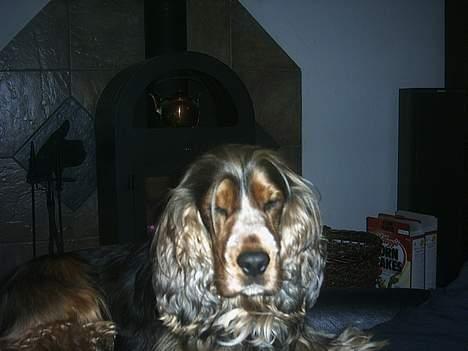 Cocker spaniel victor og max - å more stop så med at tage billede af mig kan næsten ikke holde øjne op til mere billede 12