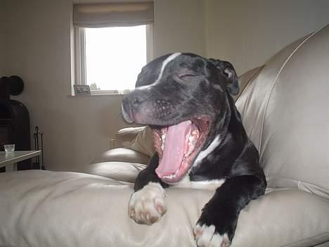 Staffordshire bull terrier Oskar - *NYT*  skal jeg synge en sang ? billede 5