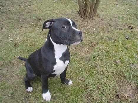Staffordshire bull terrier Oskar - *NYT*  12 marts billede 6