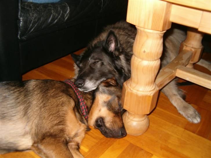 Belgisk hyrdehund Baloo - Baloo og Bjørn ligger og sover  billede 4