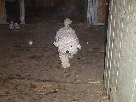 Bichon à poil frisé Victor DØD - stå nu stille..nej victor du må lære det..(taget fra sidste vinter) billede 7