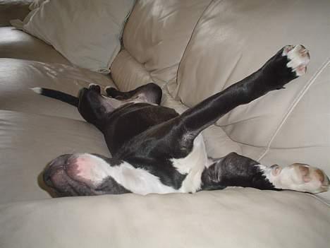 Staffordshire bull terrier Oskar - *NYT* Det er skønt at være MIG.. billede 7