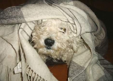 Bichon à poil frisé Victor DØD - hvor r victor..her r jeg.. billede 8