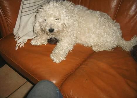 Bichon à poil frisé Victor DØD - lad mig sove,,jeg er så træt billede 9