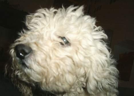 Bichon à poil frisé Victor DØD - hva glor du på billede 10