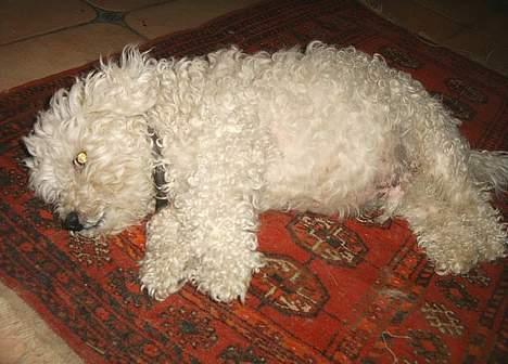 Bichon à poil frisé Victor DØD - zzzzzzzzzzzzzzzzzzzzzzzzzzzzzzzzzzzzzzzzzzzzzzzzzzzzzzzzzzzzzzzzzzzzzzzzzzz billede 11