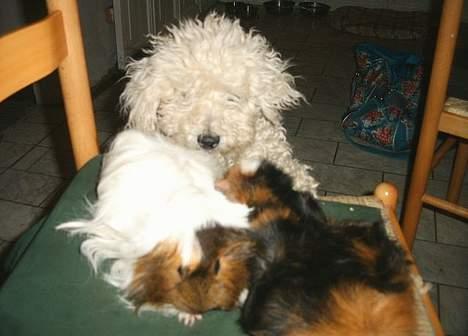 Bichon à poil frisé Victor DØD - kiras marvin  Robbie(brun og hvide)og Elvis(broget)er bare så zøde billede 12