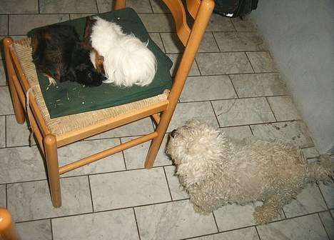 Bichon à poil frisé Victor DØD - jeg kan ikk se...hvor r de zøde marsvin henne??? billede 13