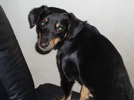 Blanding af racer Mokka billede 13