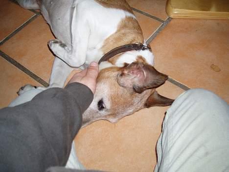 Blanding af racer Fylla - her er hun så... dejlig afslappet og sådan...! et rigtig "Fylla look!" hehe... : ) billede 8