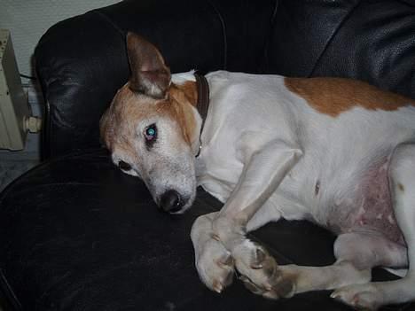 Blanding af racer Fylla billede 9