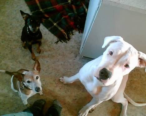Blanding af racer Fylla - Her er Fylla, Mokka, og min søsters Dogo, Cana. (: billede 10