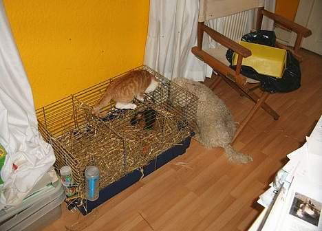 Bichon à poil frisé Victor DØD - filur fisker og victor holder vagt billede 14