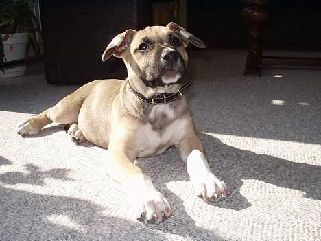 Amerikansk staffordshire terrier Bella billede 1