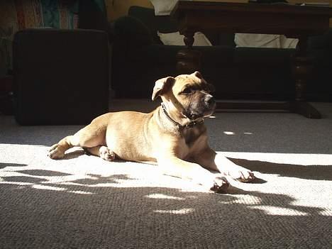 Amerikansk staffordshire terrier Bella billede 2