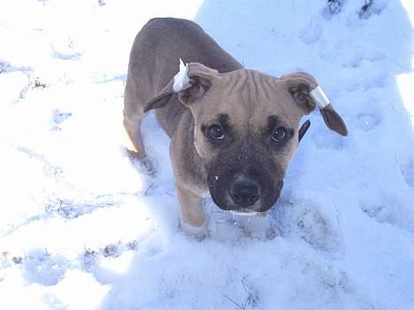Amerikansk staffordshire terrier Bella - er du nu der igen med det kamera far , jeg vil ikke knipses med det åndsvage tape på ørene billede 3