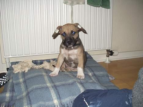 Amerikansk staffordshire terrier Bella billede 4