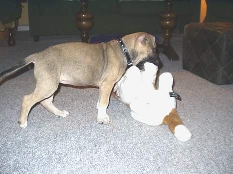 Amerikansk staffordshire terrier Bella - hva ´ så bamse har du fået salt under poterne ? jeg ka´ da lige slikke dem for dig billede 5