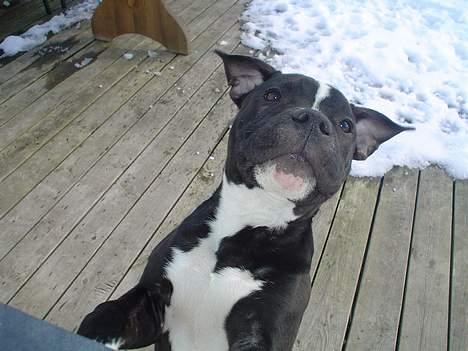 Staffordshire bull terrier Oskar - *NYT* 12 marts.  Gir´ du noget mor ? billede 8